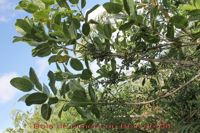 Bois de piment