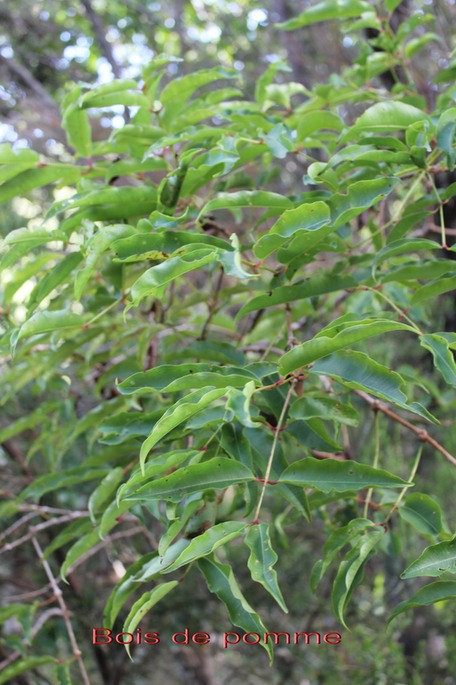 Bois de pomme