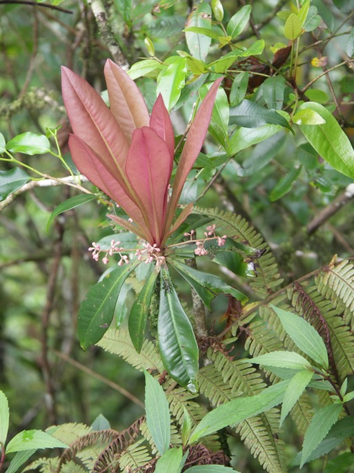 Bois de savon - Badula borbonica - Primulacée - B