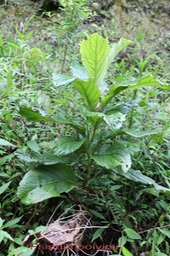Bois de tabac - Psiadia boivinii - Astéracée - B