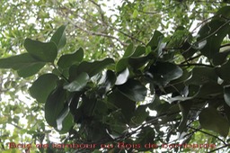 Bois de tambour - Tambourissa crassa - Monimiacée - Masc