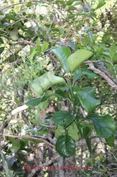 Bois de tambour