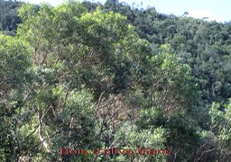 Bois d'olive blanc - Olea lancea - Oleacée - Masc