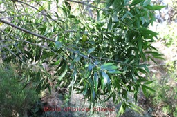 Bois d'olive blanc