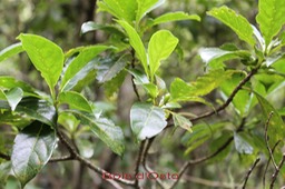 Bois d'Osto - Antirhea borbonica - Rubiacée - Masc