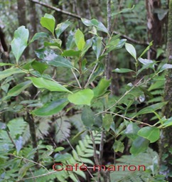 Café marron - Coffea mauritiana - Rubiacée - Masc