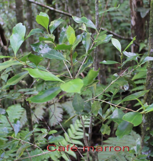 Café marron - Coffea mauritiana - Rubiacée - Masc