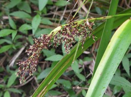 Canne marron - Inflorescence