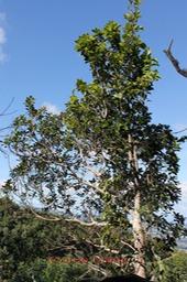 Corce blanc ou Bois de bassin - Homalium paniculatum -Salicacée - Masc