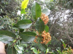 Danais fragrans - Inflorescences