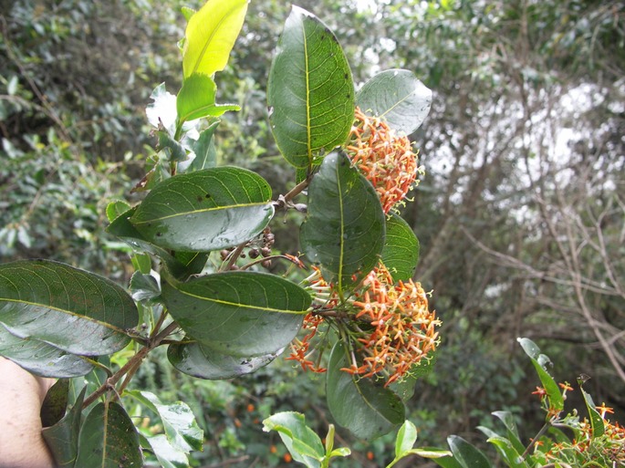 Danais fragrans - Inflorescences