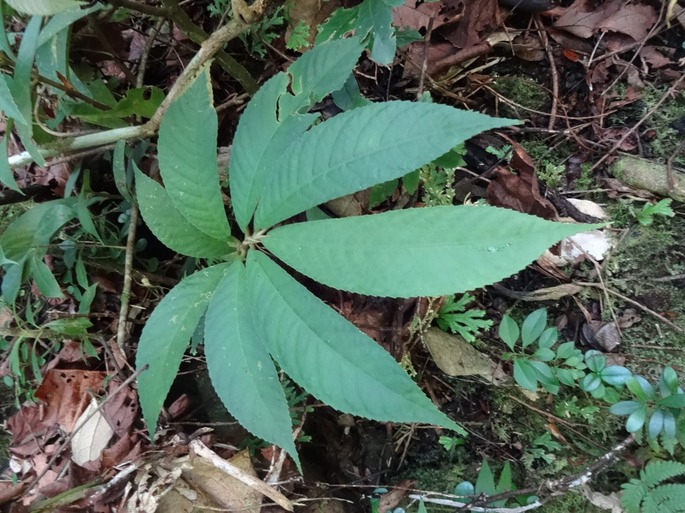 DSC04585 1  Elatostema fagifolium urticacée