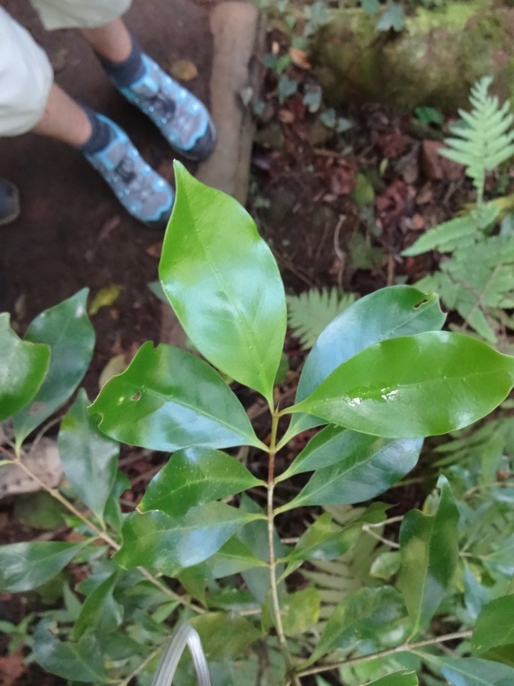 DSC04591 Coffea mauritiana Café marron