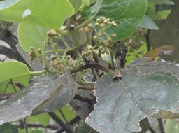 DSC04593 2 Mominia Bois de mapou Fleurs