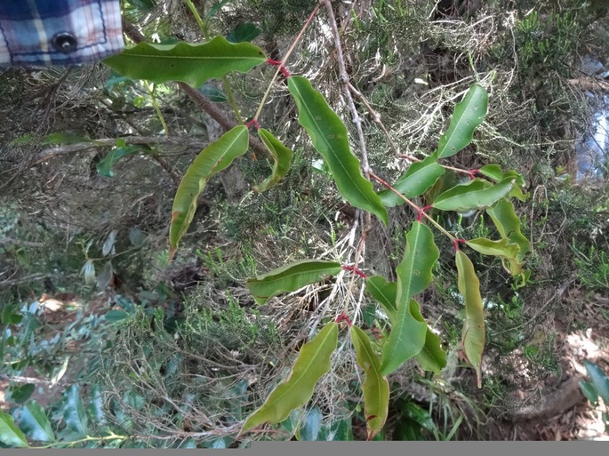 DSC04646 Syzygium Bois de pomme