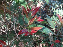 DSC04652 Antidesma madagascarensis Bois de cabri blanc Jeunes feuilles