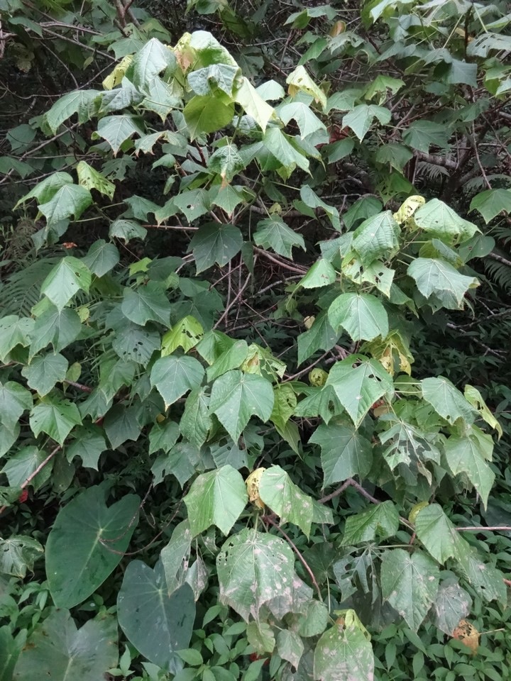 DSC04684 1 Dombeya  Mahot tricuspide