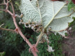 DSC04705 3 larves de mouche bleue sur vigne marronne