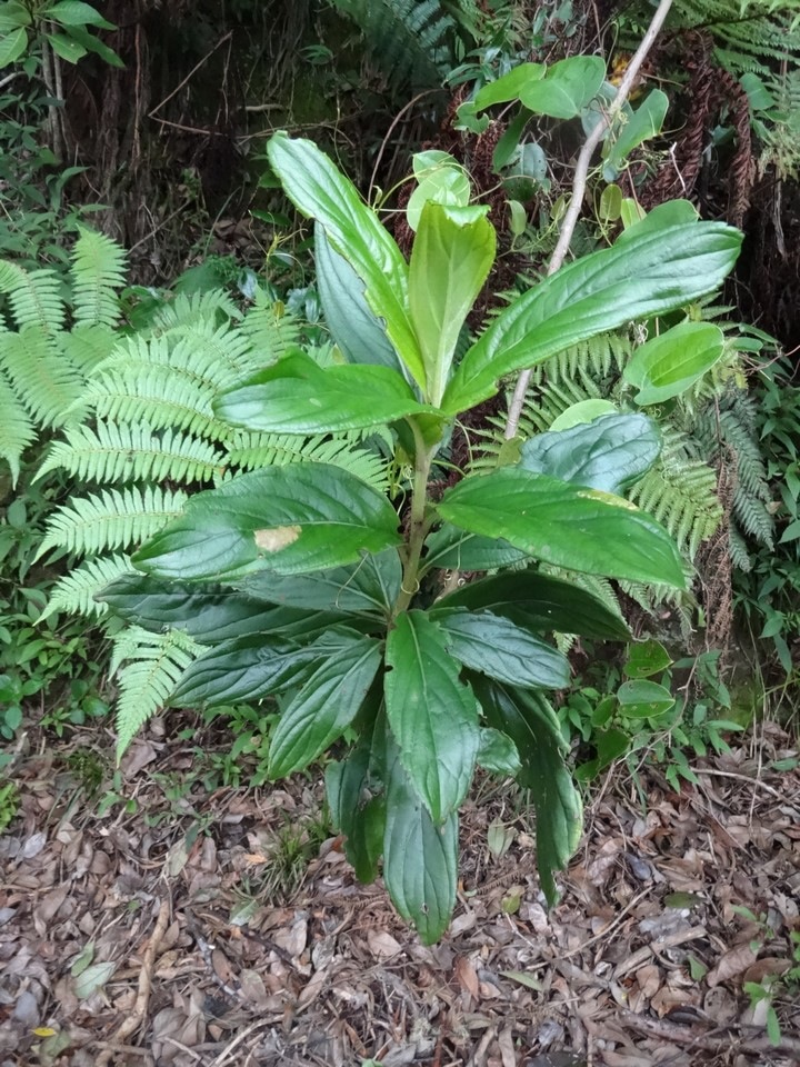 DSC04706 Psiadia anchusifolia