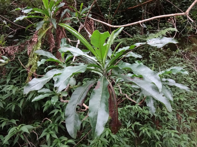 DSC04711 Psiadia laurifolia Bois de chenille