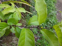 DSC04719 Danais fragrans Lingue noir