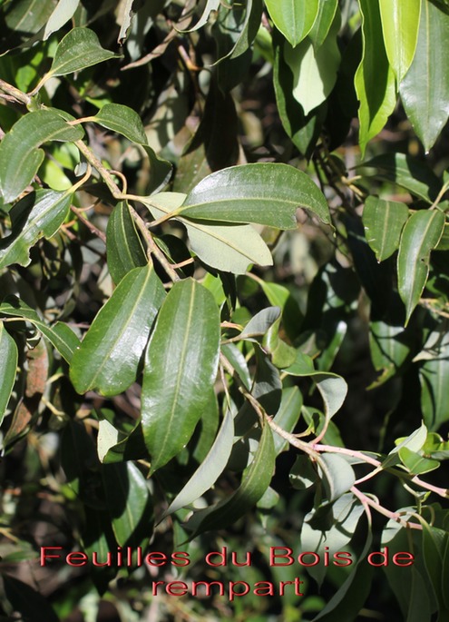 Feuilles du Bois de rempart
