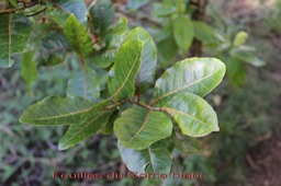 Feuilles du Corce blanc