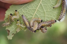 Larves de la mouche bleue (1)