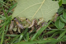 Larves de la mouche bleue (2)