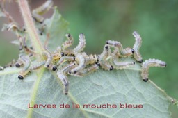 Larves de la mouche bleue au Dimitile