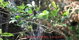 Liane patte poule - Toddalia asiatica - Rutacée - I