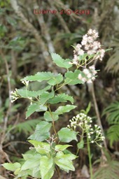 Liane zig-zag - Faujasiopsis flexuosa -Astéracée - B