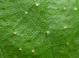 P1030688 Poils stellés Dombeya