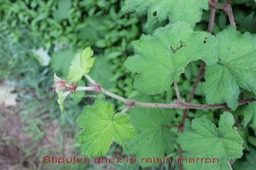 Stipules chez le raisin marron