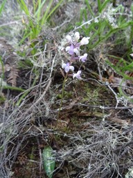 Cynorkis ridleyi - ORCHIDACEAE - Indigène Réunion