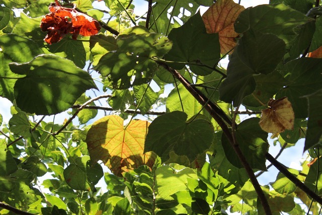 Dombeya SP