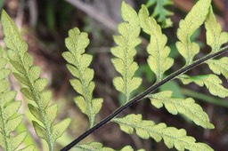 Fougère d'Or - Pityrogramma spp 