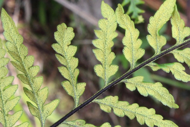 Fougère d'Or - Pityrogramma spp 