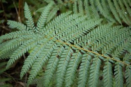 fougère Polystichum ammifolium