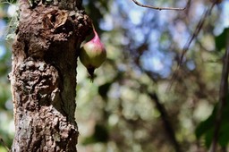 fruit, bois de pomme rouge
