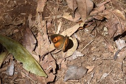 Henotesia narcissus borbonica - NYMPHALIDAE - Endémique Réunion