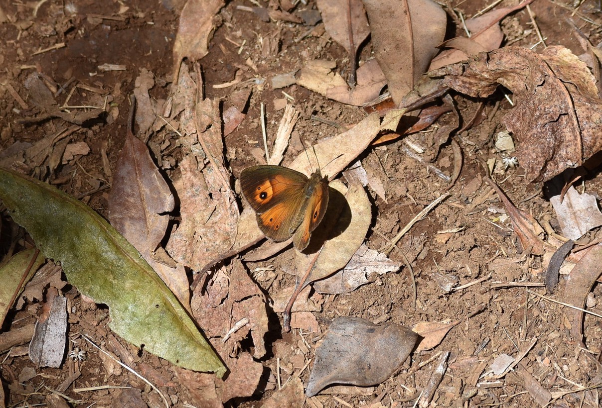 Henotesia narcissus borbonica - NYMPHALIDAE - Endémique Réunion