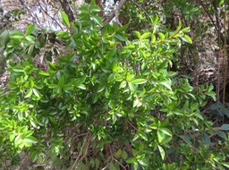 IMG_0024