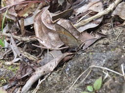 IMG_0035