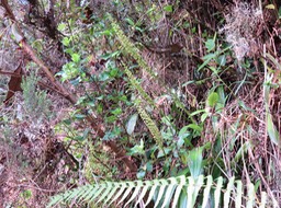 IMG_0041