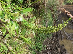IMG_0047