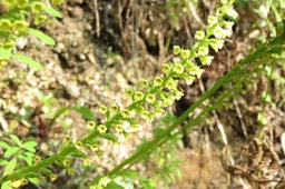 IMG_0055