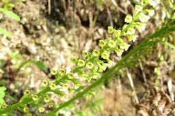 IMG_0056