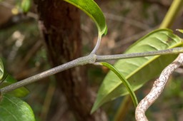 Lingue noir ou jaune (Danais fragrans)