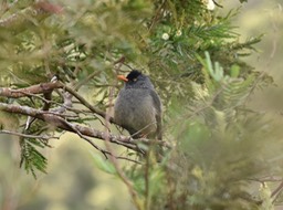 Merle péi - Hypsipetes borbonicus - PYCNONOTIDAE - Endémique Réunion